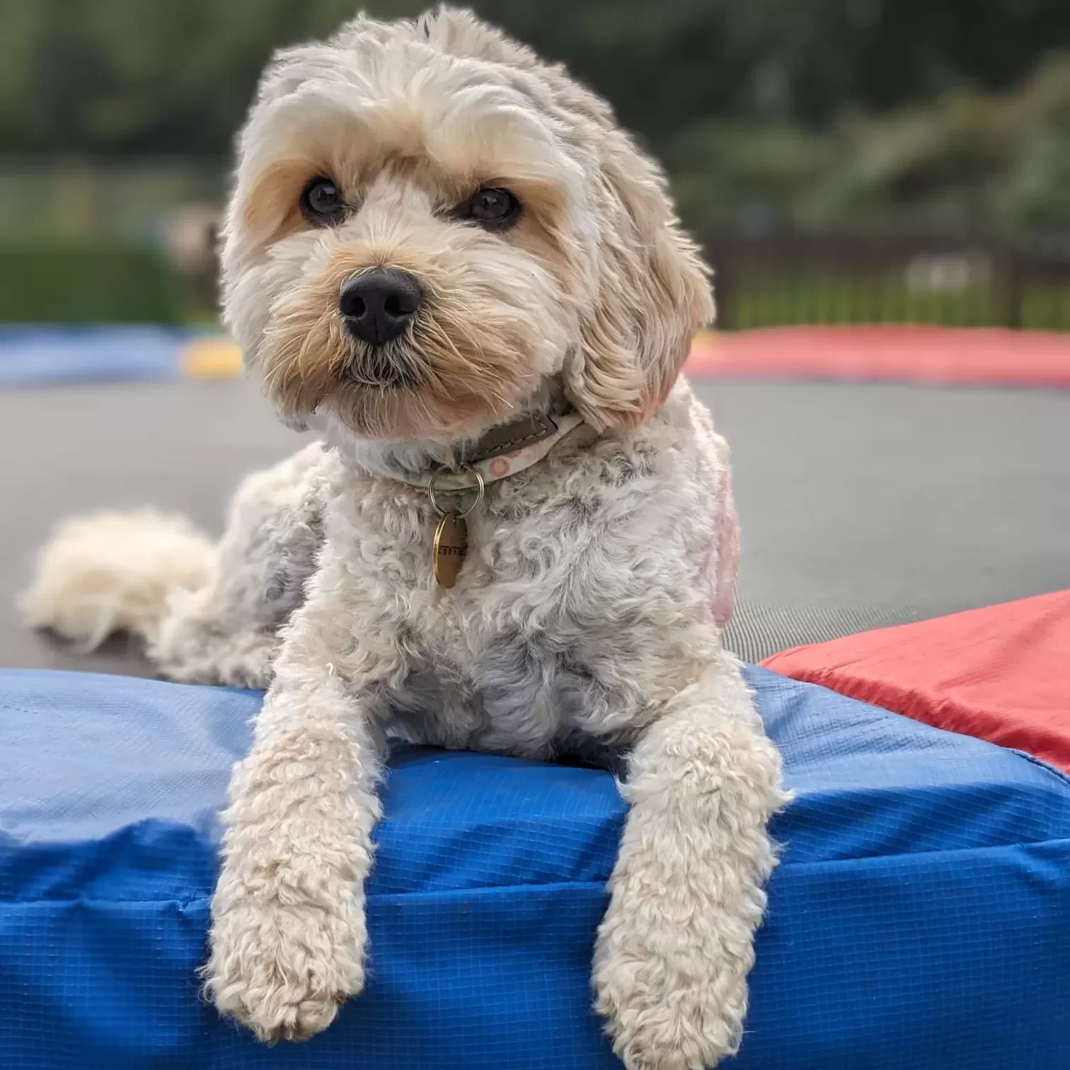 Dog Training Academy West London