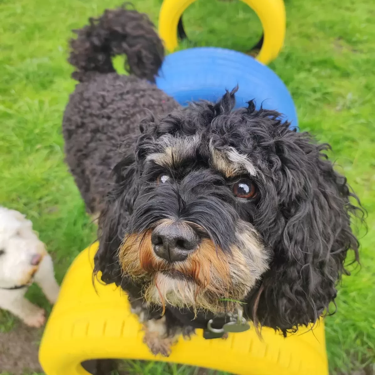Doggy Daycare + Training in London