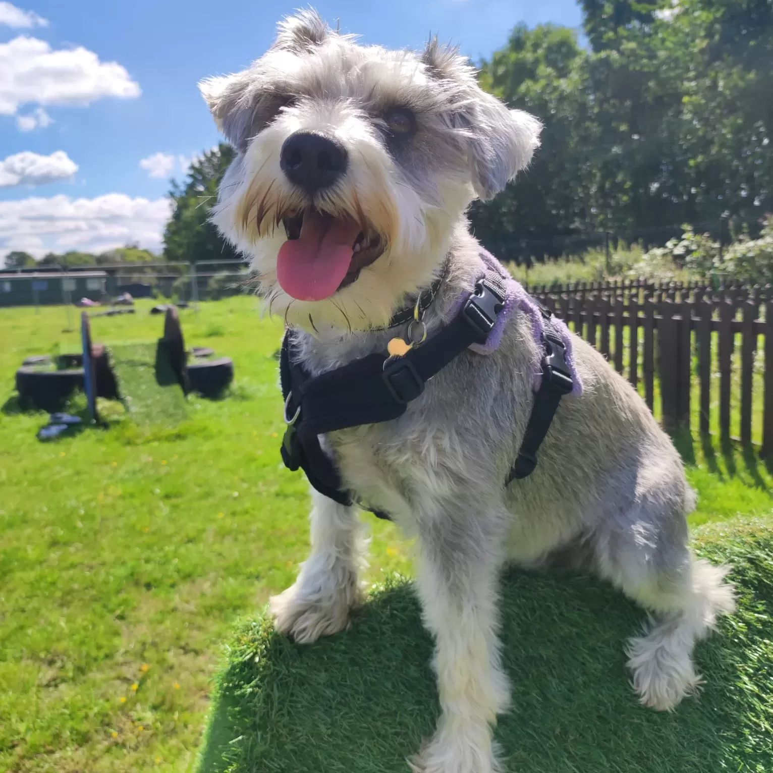 Dog Sitting & Training