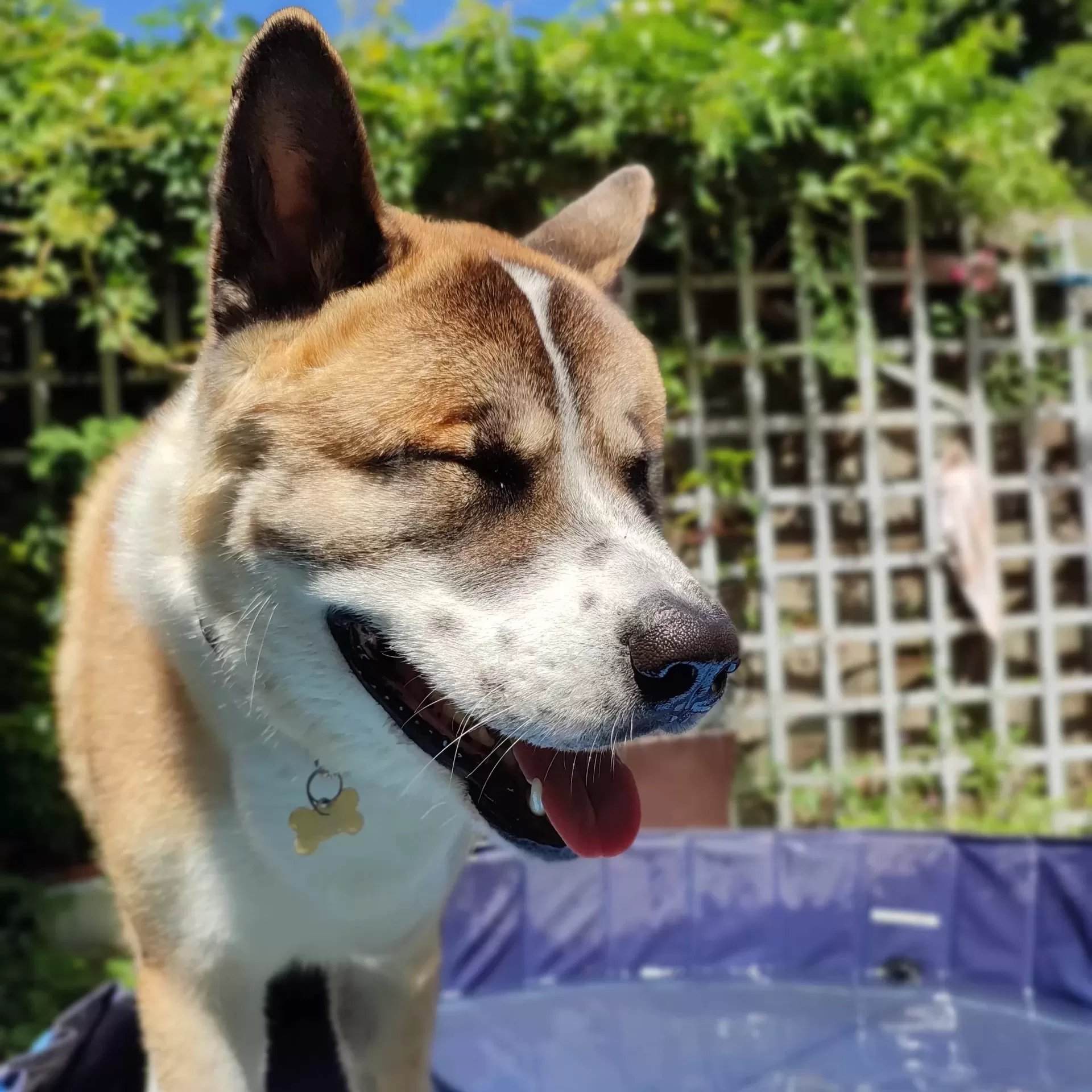 Dog Day School London
