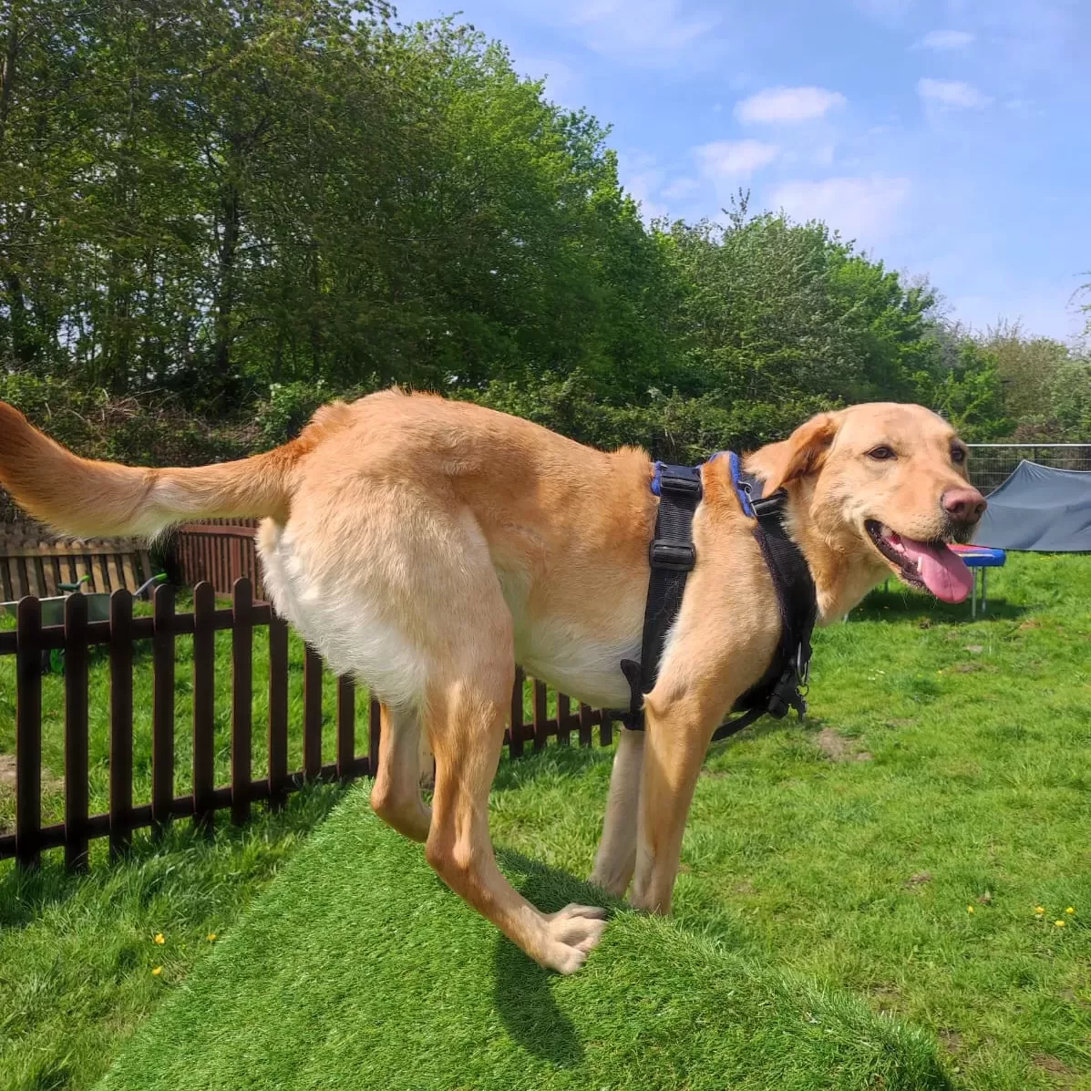 Dog Training Academy West London